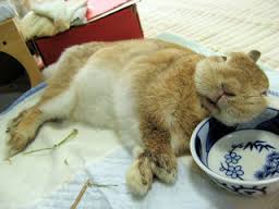 【画像】眠っている動物たち