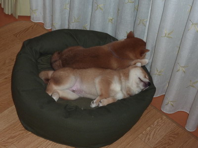 【画像】眠っている動物たち