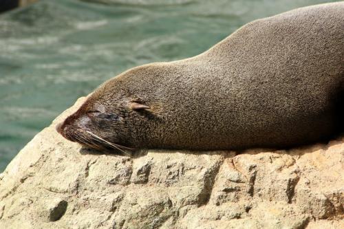 【画像】眠っている動物たち