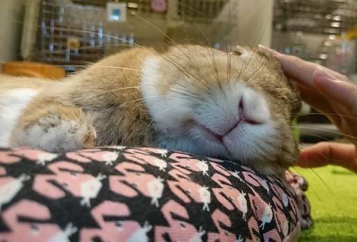 【画像】眠っている動物たち