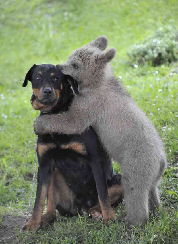 異種だけど仲良しの動物の画像