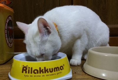 【危険性】市販キャットフードの悪い評判は事実なの？