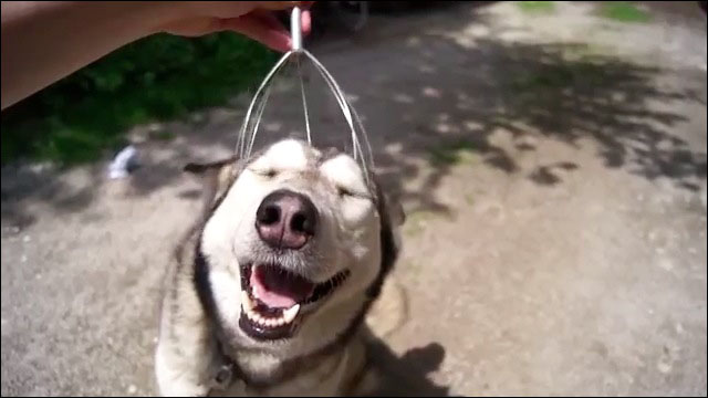 私の愛犬のカワイイところ!