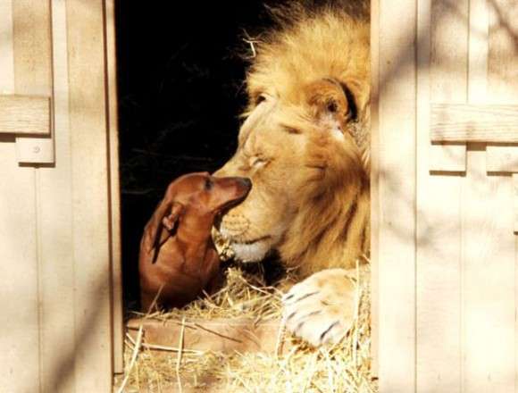 異種だけど仲良しの動物の画像