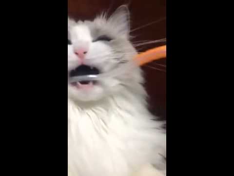 Toothbrush revelation. Video by ragdollmilk via 4GIFs.com - YouTube