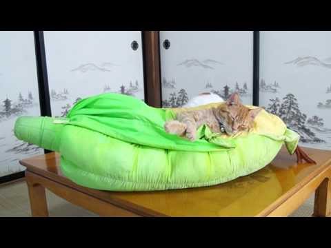 【画像】眠っている動物たち