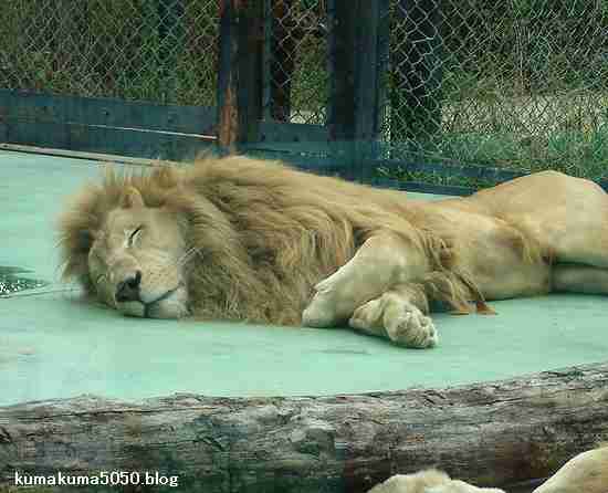【画像】眠っている動物たち