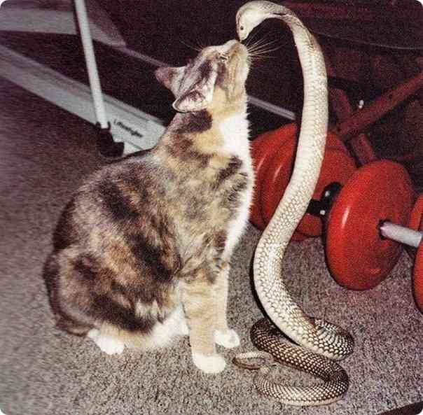 異種だけど仲良しの動物の画像