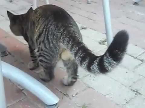 猫の「ω」の画像ください!