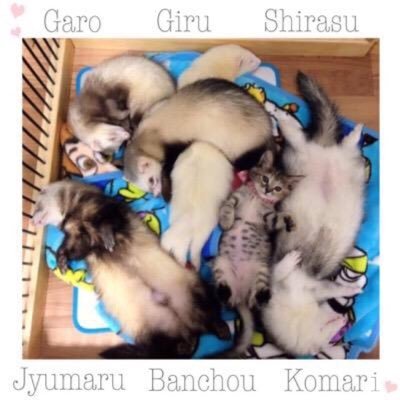 異種だけど仲良しの動物の画像