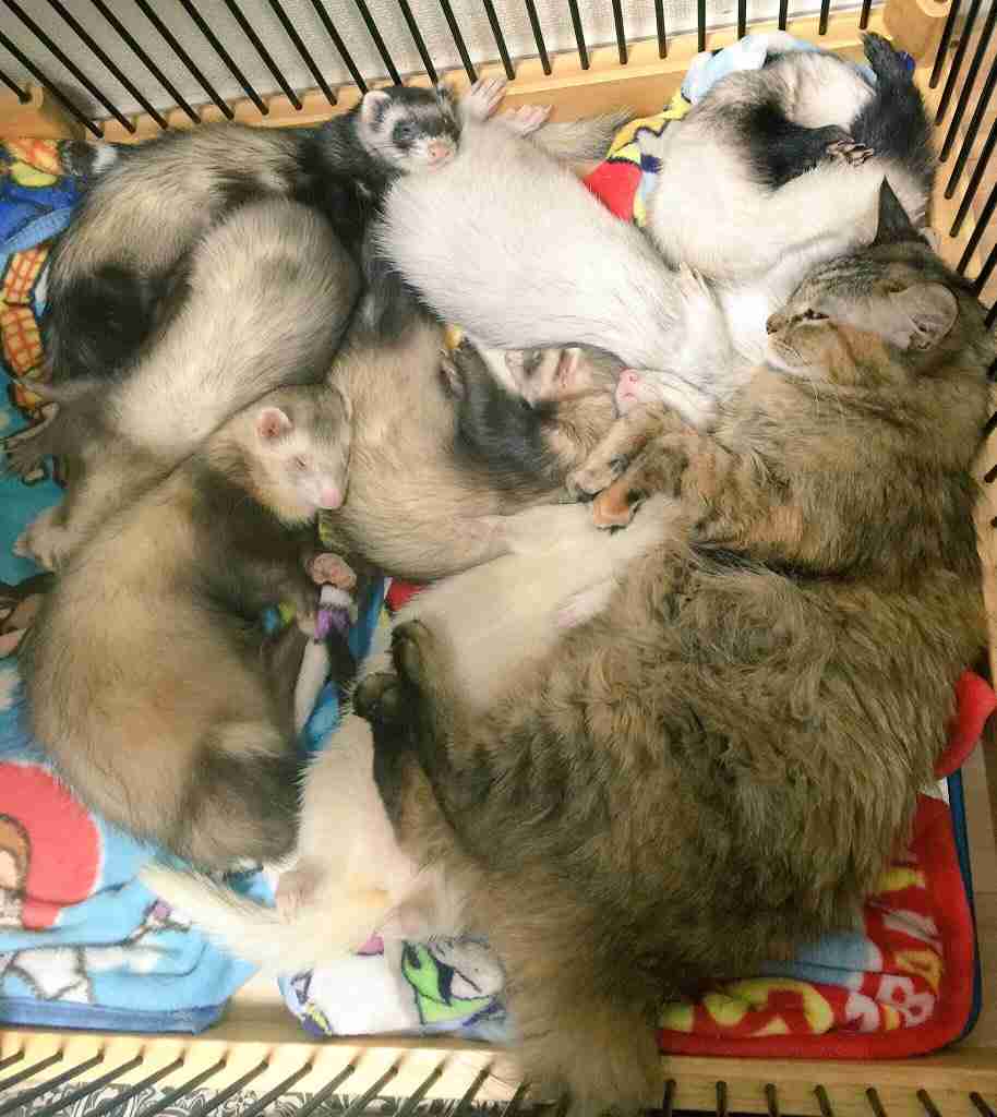異種だけど仲良しの動物の画像
