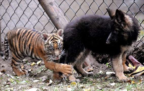 異種だけど仲良しの動物の画像