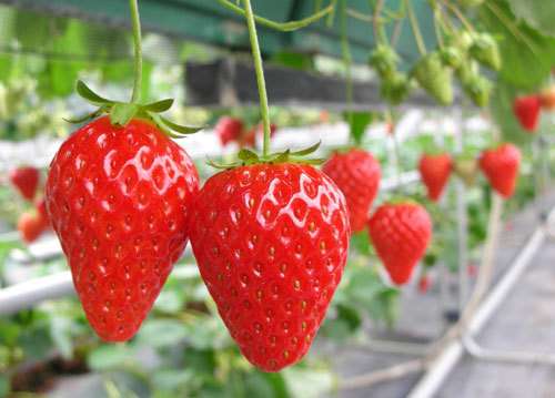 果物狩り・味覚狩りが好きな人！