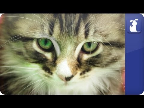 Kitten freaks out at sneeze - YouTube