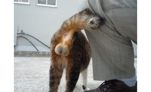 猫の「ω」の画像ください!