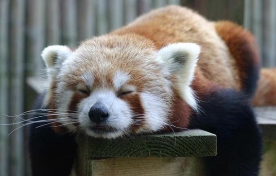 【画像】眠っている動物たち