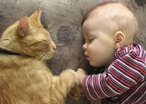 【画像】眠っている動物たち