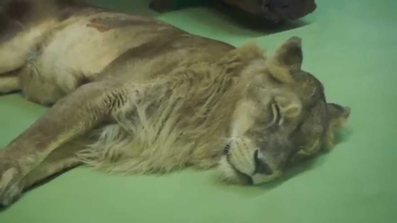【画像】眠っている動物たち