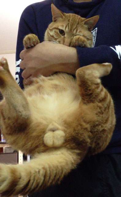 猫の「ω」の画像ください!