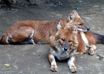 大型犬はいるのにどうして大型猫はいないの?←戦闘力が違うから