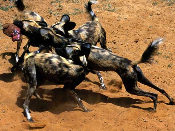 大型犬はいるのにどうして大型猫はいないの?←戦闘力が違うから
