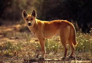 大型犬はいるのにどうして大型猫はいないの?←戦闘力が違うから