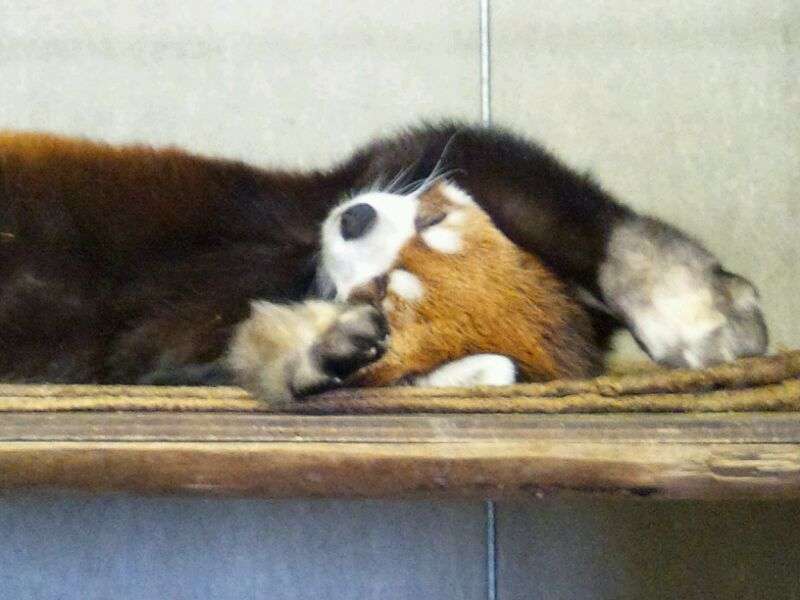 【画像】眠っている動物たち