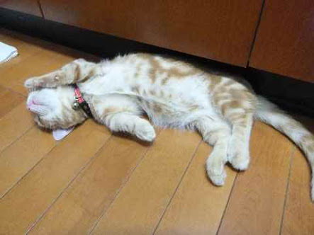 【画像】眠っている動物たち