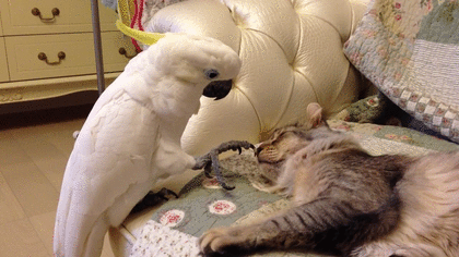 【画像】眠っている動物たち