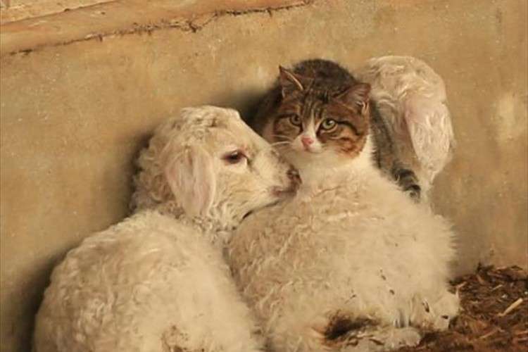 異種だけど仲良しの動物の画像