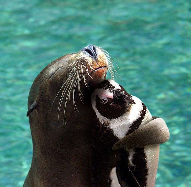 異種だけど仲良しの動物の画像