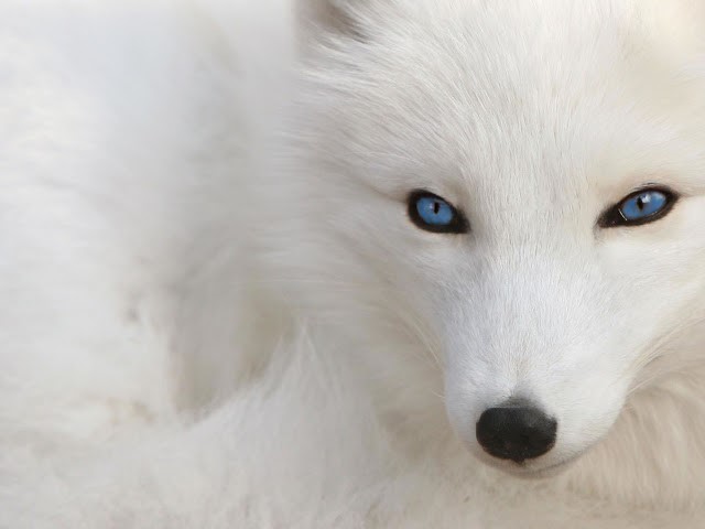 【動物限定】決め顔コレクション