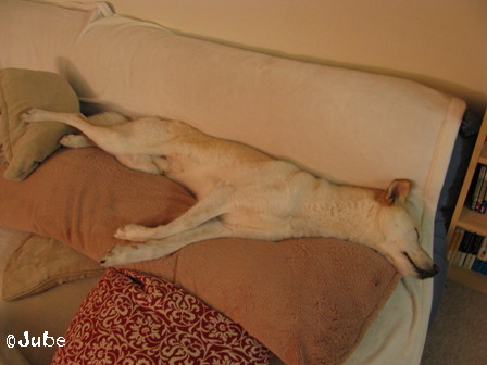 【画像】眠っている動物たち