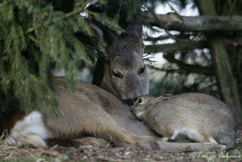 異種だけど仲良しの動物の画像