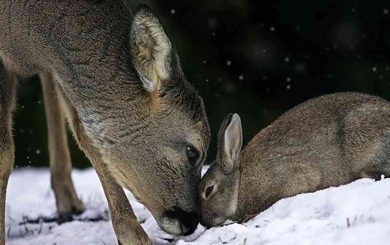 異種だけど仲良しの動物の画像