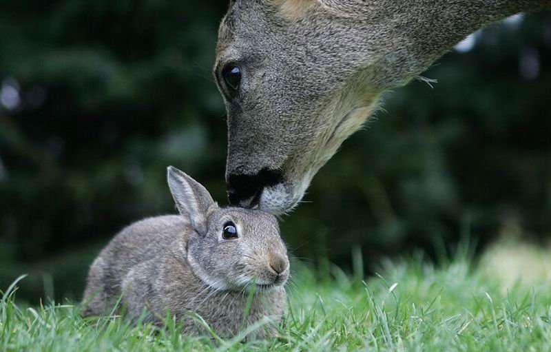 異種だけど仲良しの動物の画像