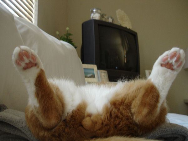 猫の「ω」の画像ください!