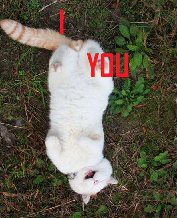 猫の「ω」の画像ください!