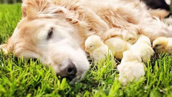 【画像】眠っている動物たち