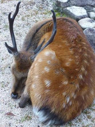 【画像】眠っている動物たち