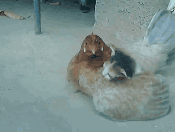 異種だけど仲良しの動物の画像