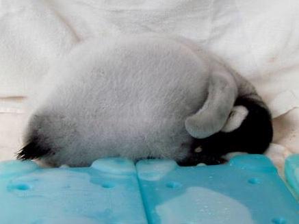 【画像】眠っている動物たち