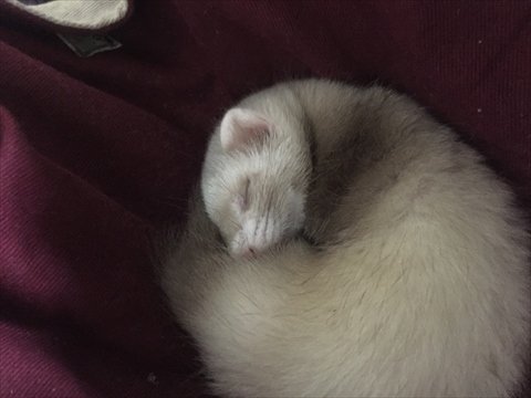 【画像】眠っている動物たち