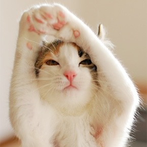 ［妄想］猫の世界にがるちゃんがあったら