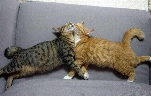 【画像】眠っている動物たち