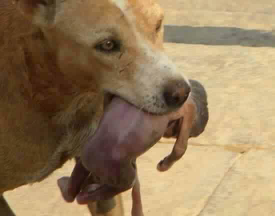 野良犬が咥えていたのは人間の赤ちゃん。あり得ない光景に驚きと悲しみが入り混じる｜Tsunayoshi [ツナヨシ]