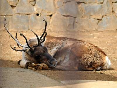 【画像】眠っている動物たち