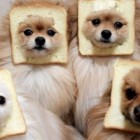 食パンに顔が挟まっているのに、なぜかドヤ顔の犬【18選】 | ANIMALive