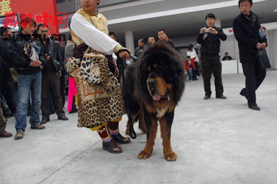 大型犬はいるのにどうして大型猫はいないの?←戦闘力が違うから
