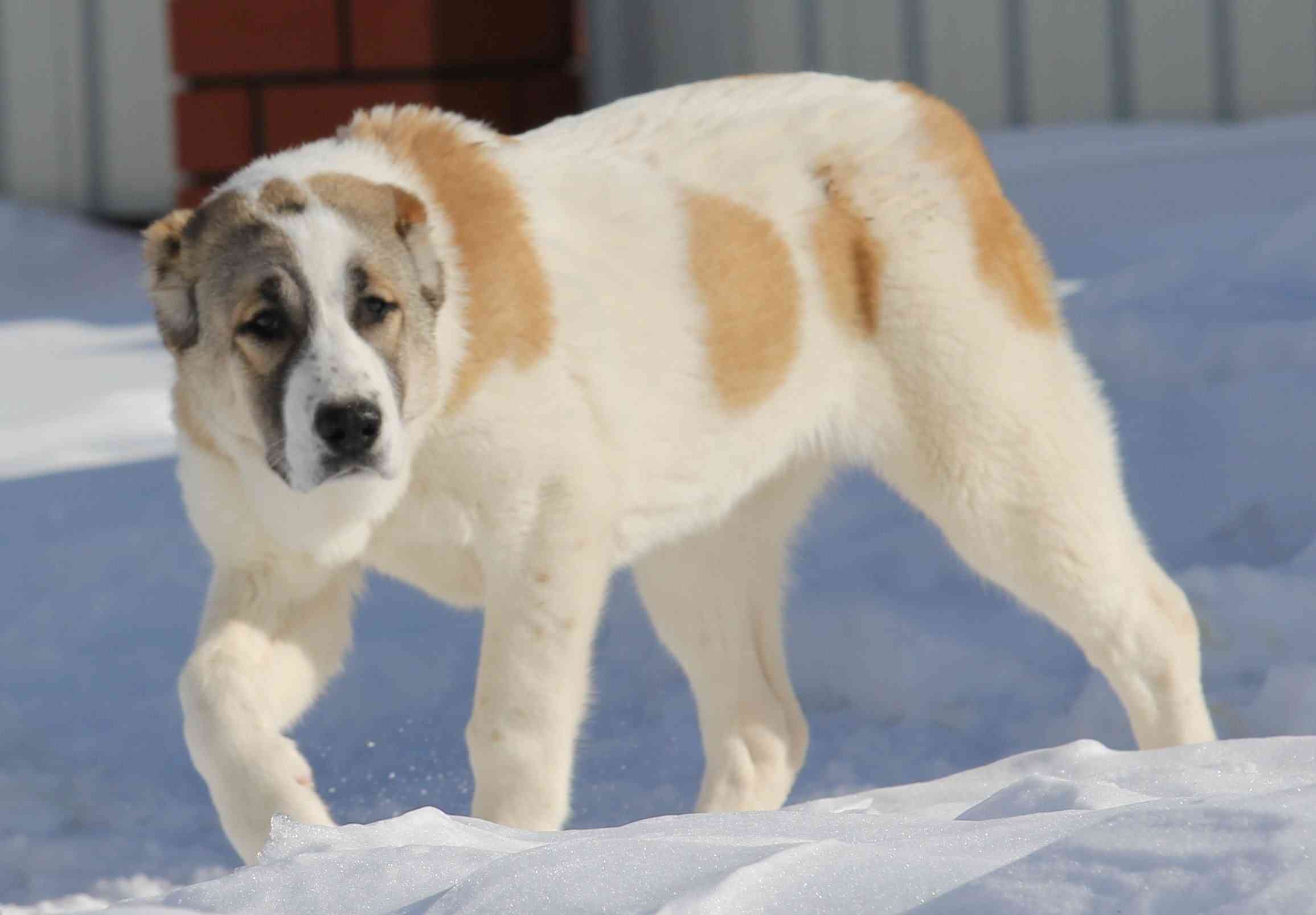 大型犬はいるのにどうして大型猫はいないの?←戦闘力が違うから